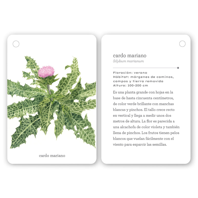 Guía - "Fíjate: Flores Silvestres" de Anna Sanjuan y Ramon Baucells