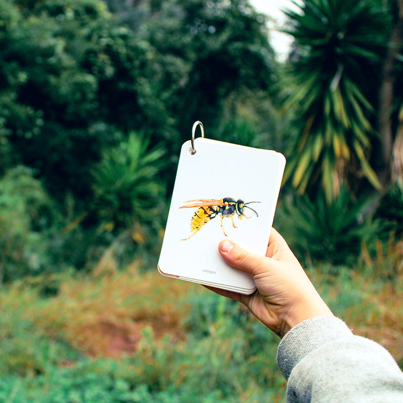 Guía - "Fíjate: Insectos" de Anna Sanjuan y Alex Nogués