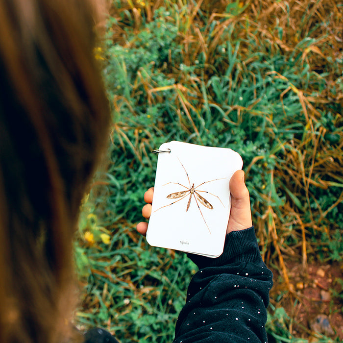 Guía - "Fíjate: Insectos" de Anna Sanjuan y Alex Nogués