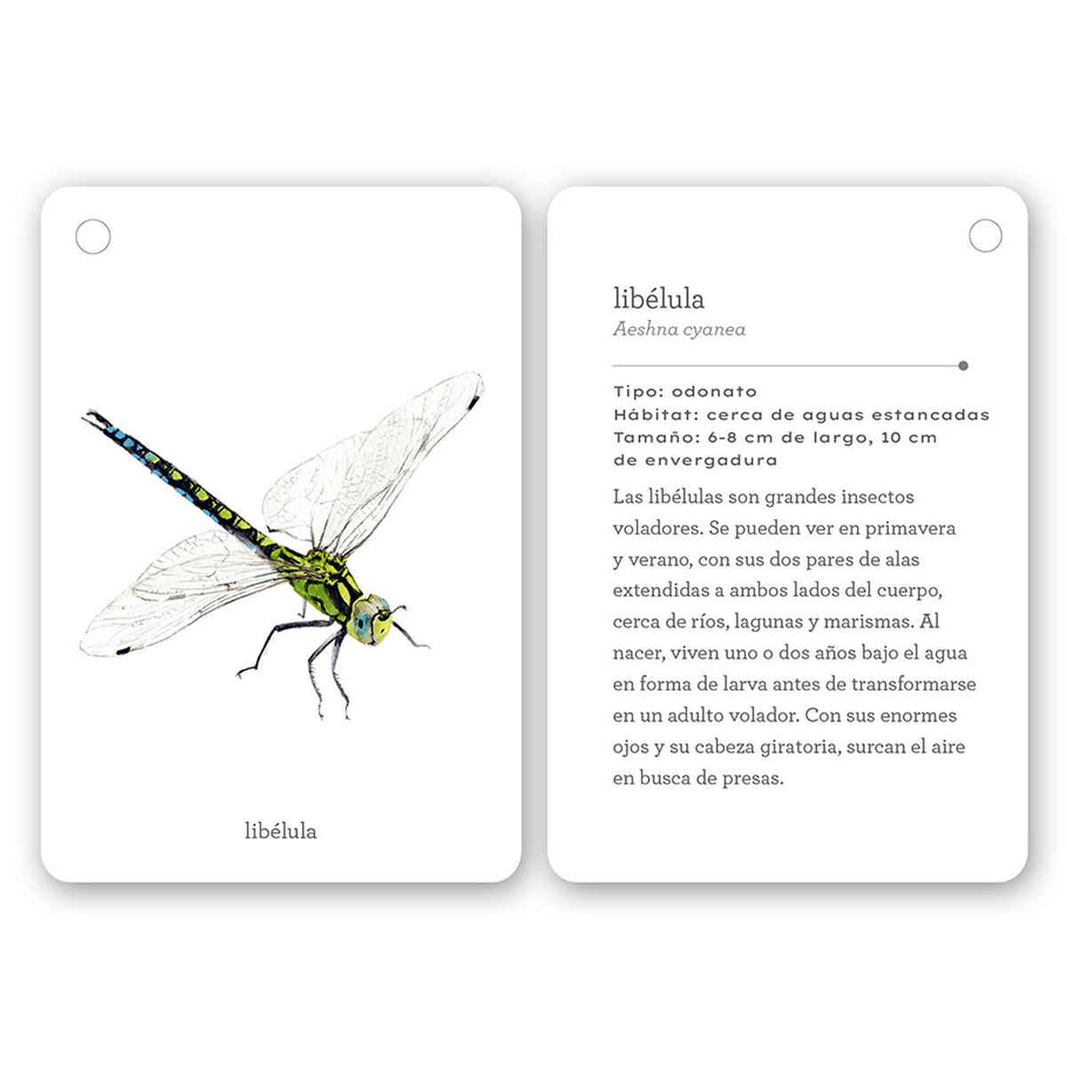 Guía - "Fíjate: Insectos" de Anna Sanjuan y Alex Nogués