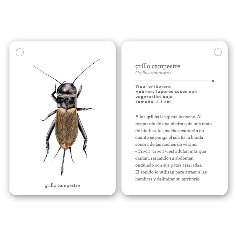 Guía - "Fíjate: Insectos" de Anna Sanjuan y Alex Nogués