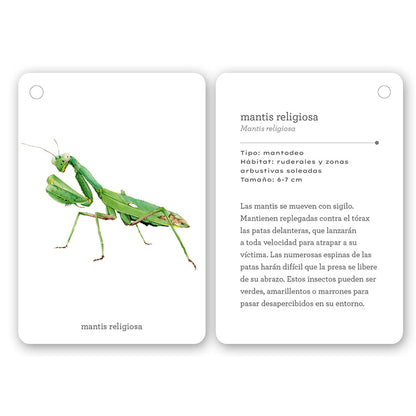 Guía - "Fíjate: Insectos" de Anna Sanjuan y Alex Nogués