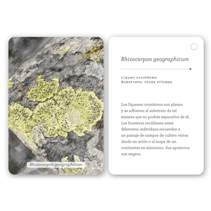 Guía - "Fíjate: Líquenes y Plantas Inferiores" de Anna Sanjuan Alex Nogués