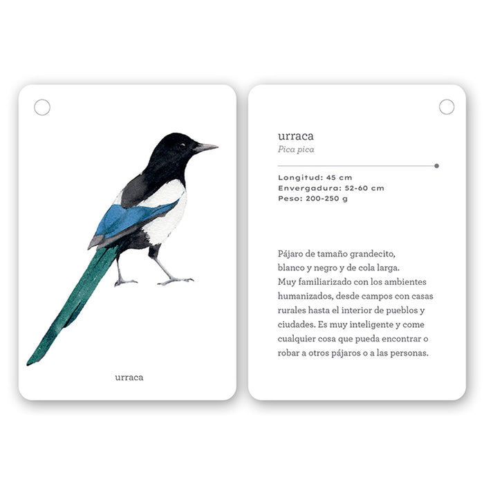 Guía - "Fíjate: Pájaros" de Anna Sanjuan y Ramón Baucells