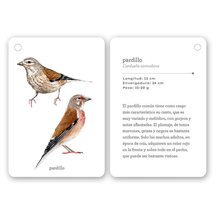 Guía - "Fíjate: Pájaros" de Anna Sanjuan y Ramón Baucells