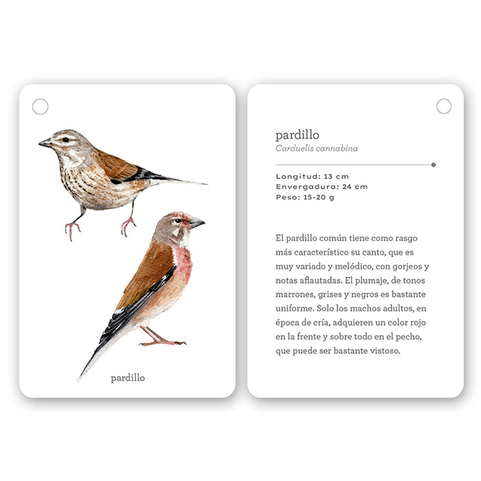 Guía - "Fíjate: Pájaros" de Anna Sanjuan y Ramón Baucells