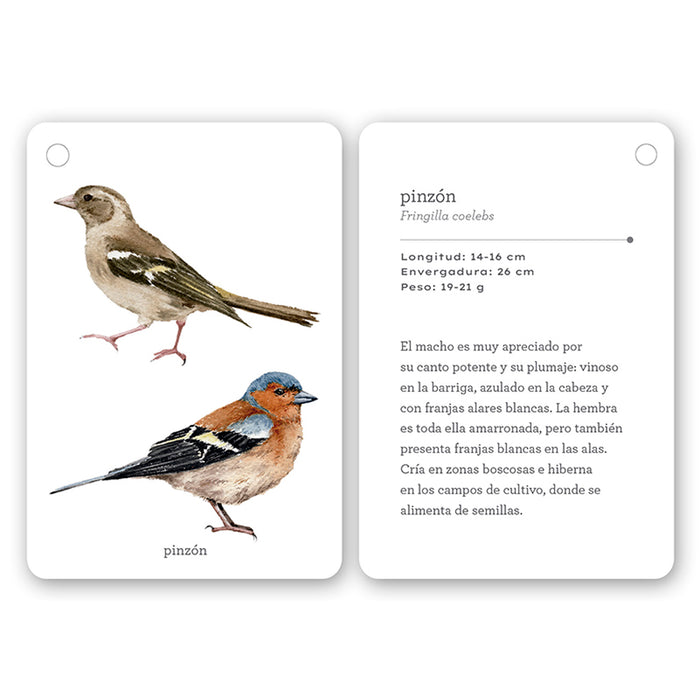 Guía - "Fíjate: Pájaros" de Anna Sanjuan y Ramón Baucells