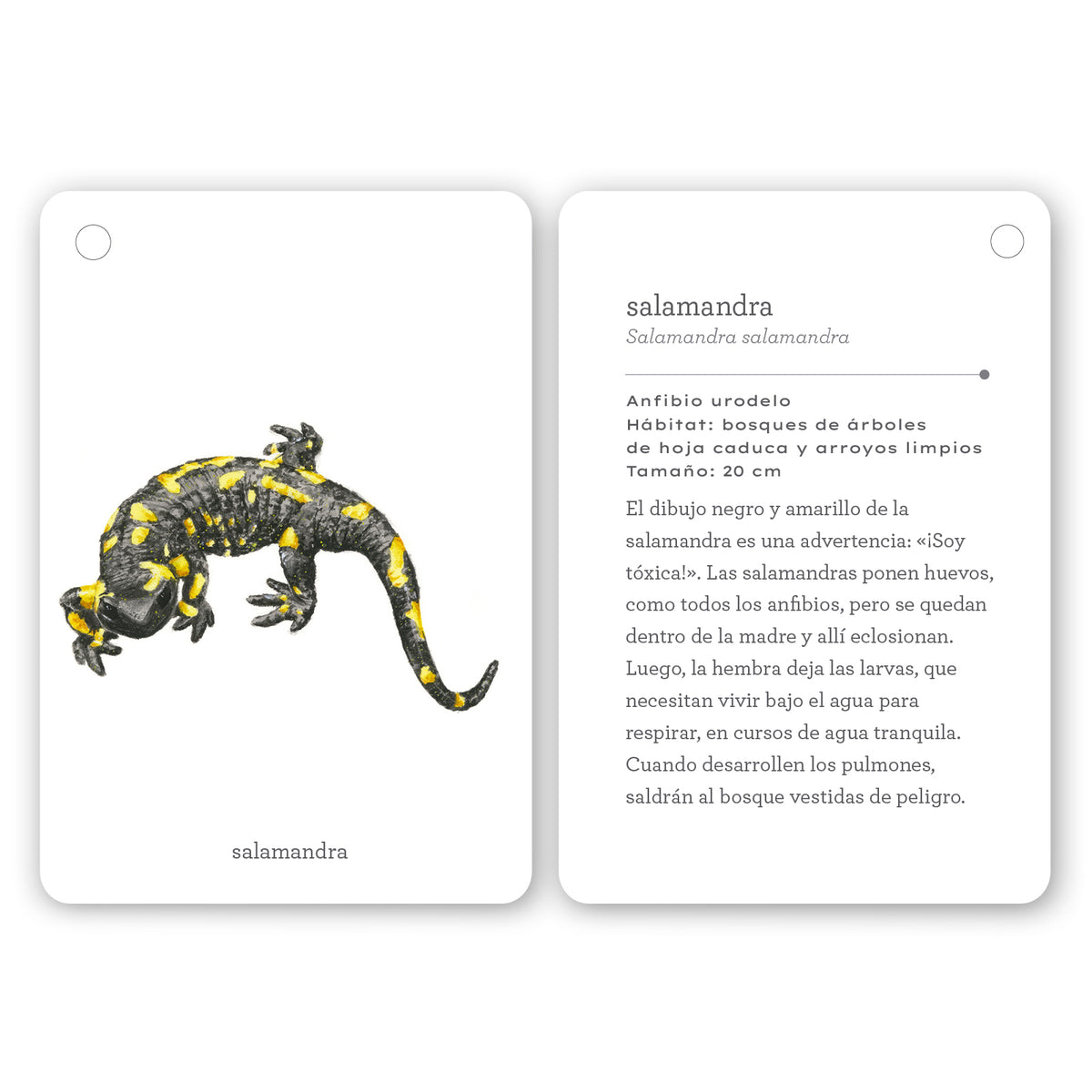 Guía - "Fíjate: Reptiles y Anfibios" de Anna Sanjuan y Alex Nogués