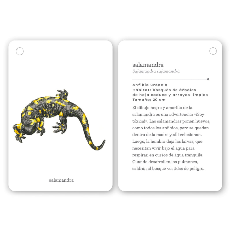 Guía - "Fíjate: Reptiles y Anfibios" de Anna Sanjuan y Alex Nogués