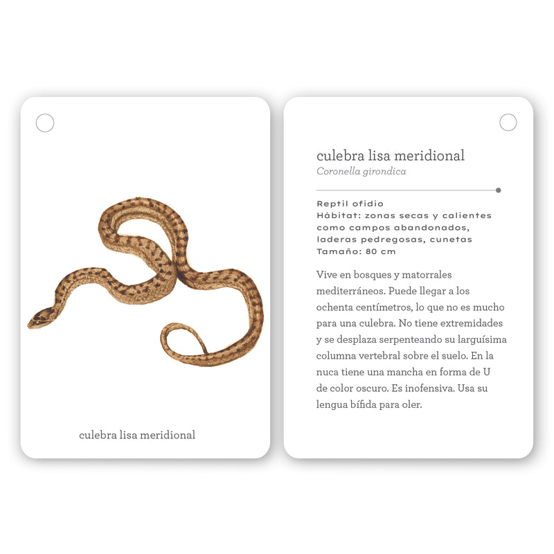 Guía - "Fíjate: Reptiles y Anfibios" de Anna Sanjuan y Alex Nogués