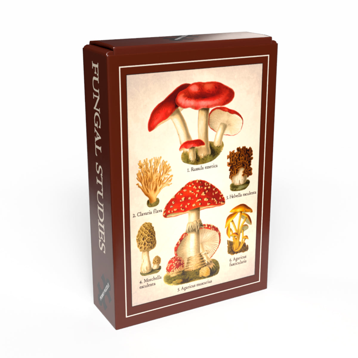 Puzzle Mini - Fungal Studies 🍄