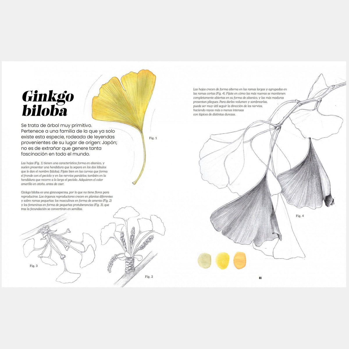 Libro - "Ilustración botánica" de Alba Azaola