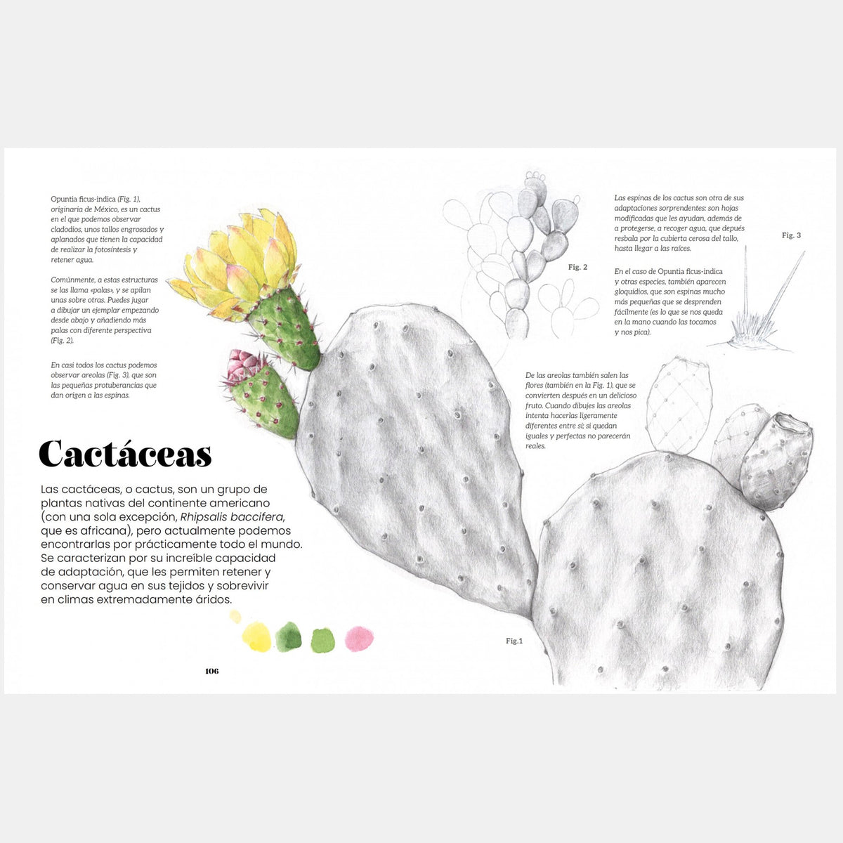 Libro - "Ilustración botánica" de Alba Azaola
