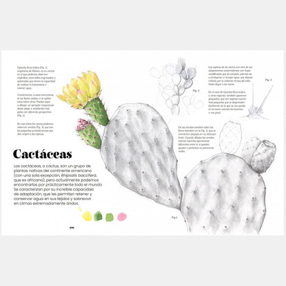 Libro - "Ilustración botánica" de Alba Azaola