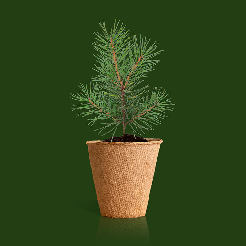 Kit autocultivo -  Árbol de Navidad 🎄