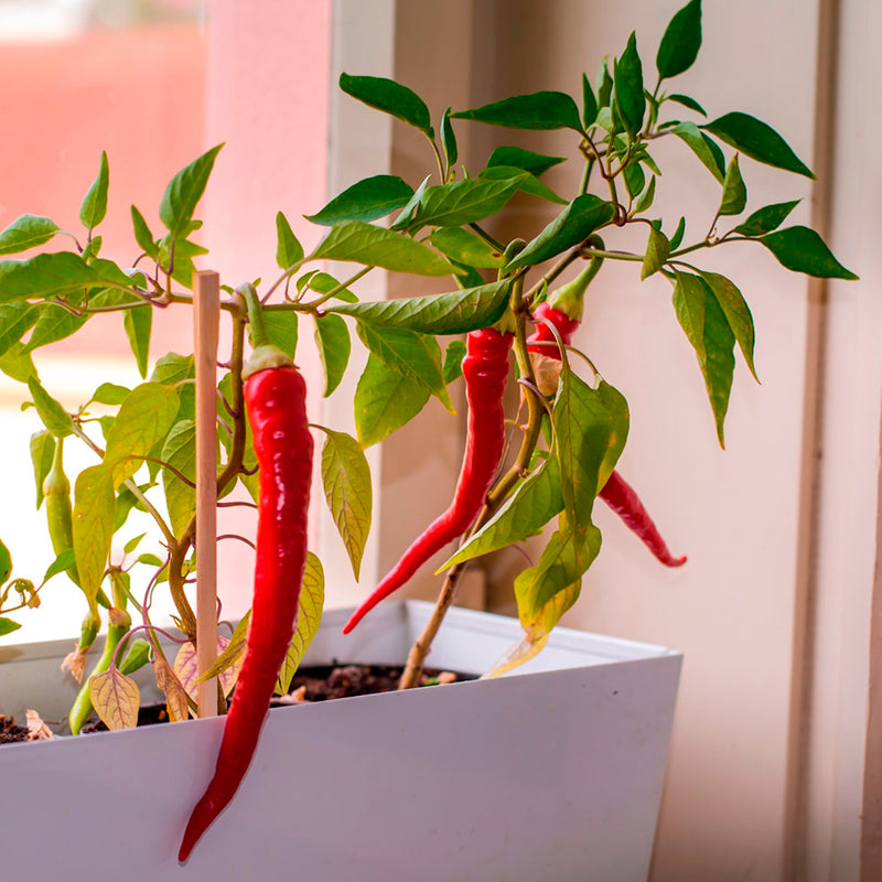 Kit autocultivo -  ¡Peligro! 🌶️🔥