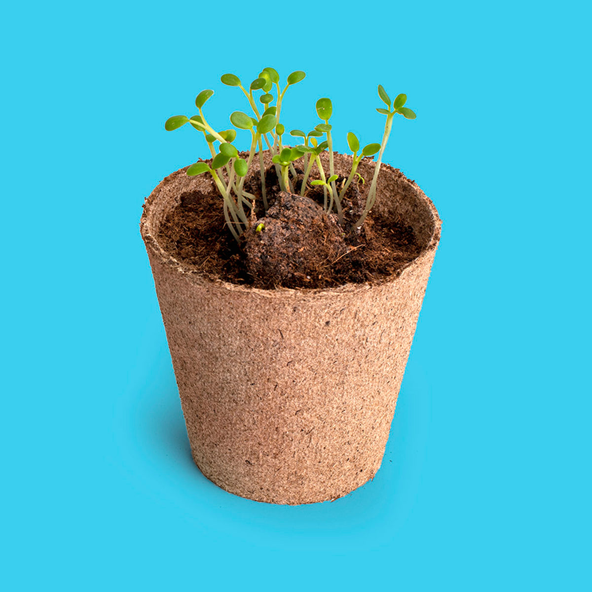 Kit autocultivo - Salvemos a las abejas 🐝
