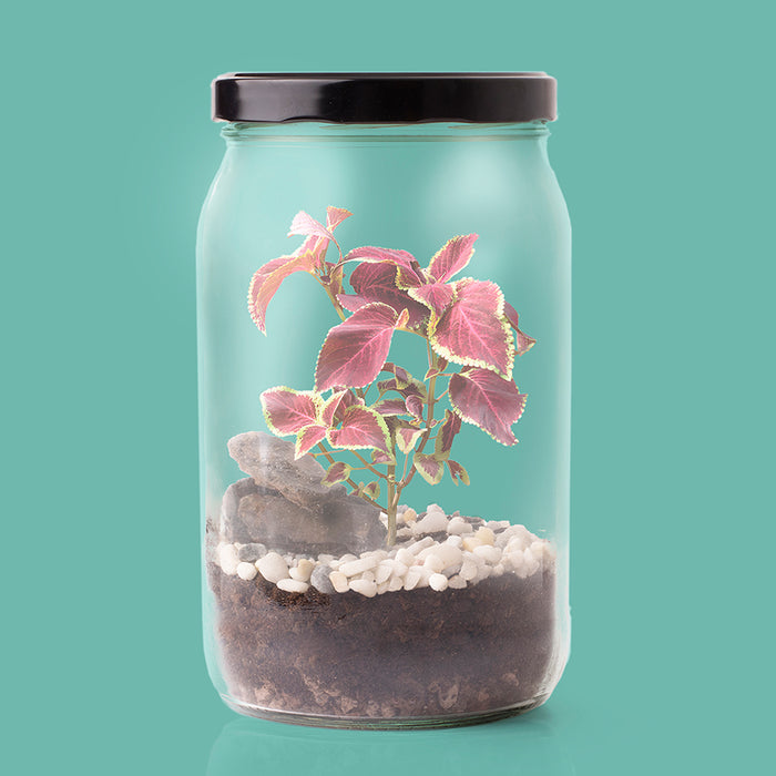 Kit autocultivo -  Terrarium 🌳