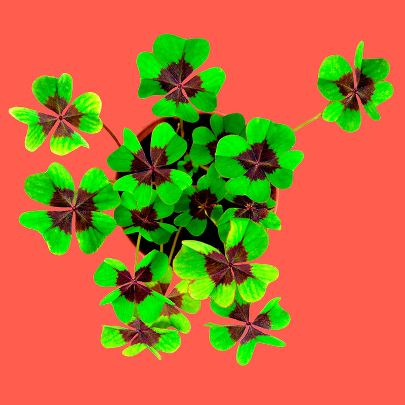 Kit autocultivo - Buena Suerte 🍀