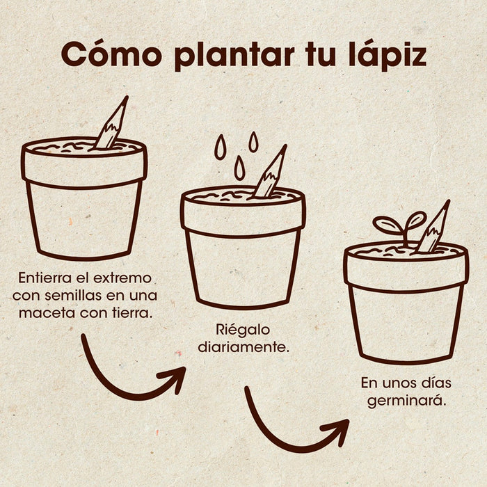 Lápiz plantable - Rúcula