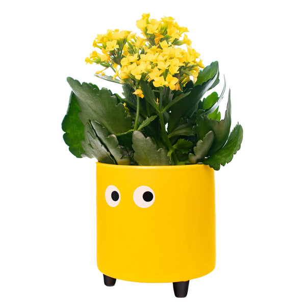 Macetero - Ojos Amarillo 👀