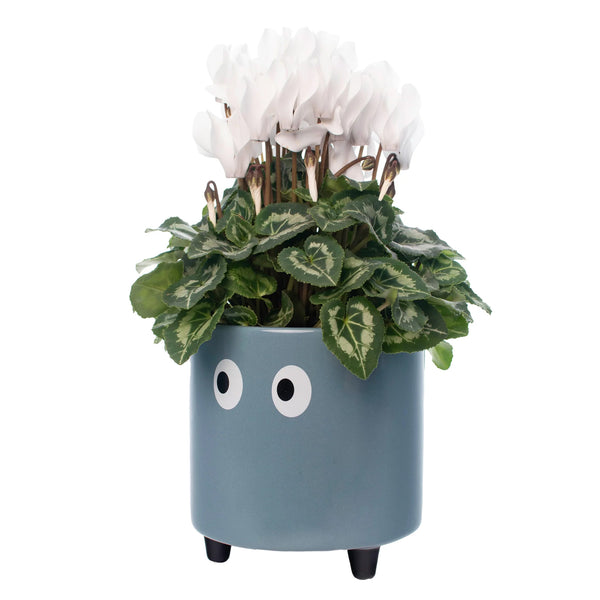 Macetero - Ojos Azul 👀