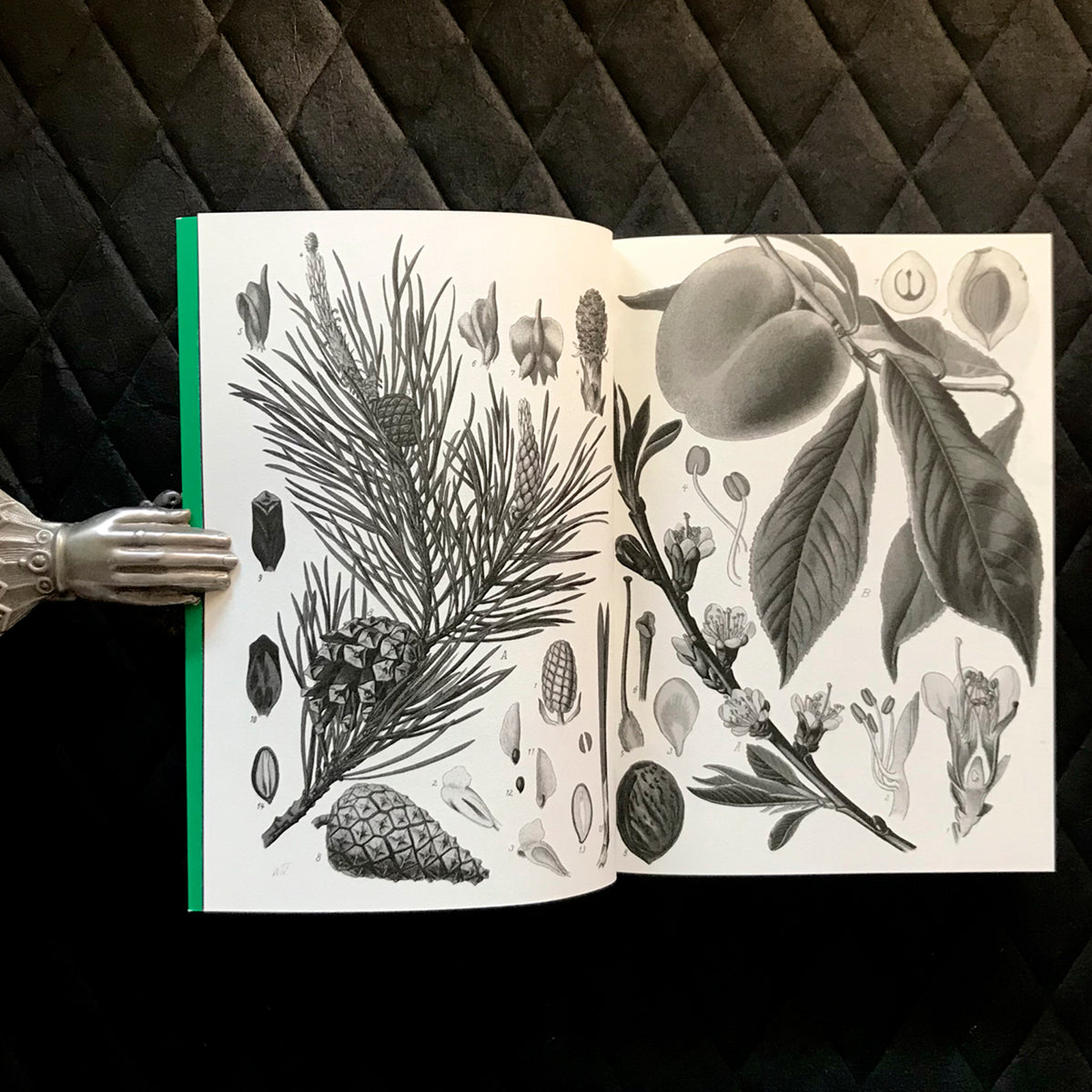 Libro - "Ojos Llenos de Árboles" de Pablo Gallo
