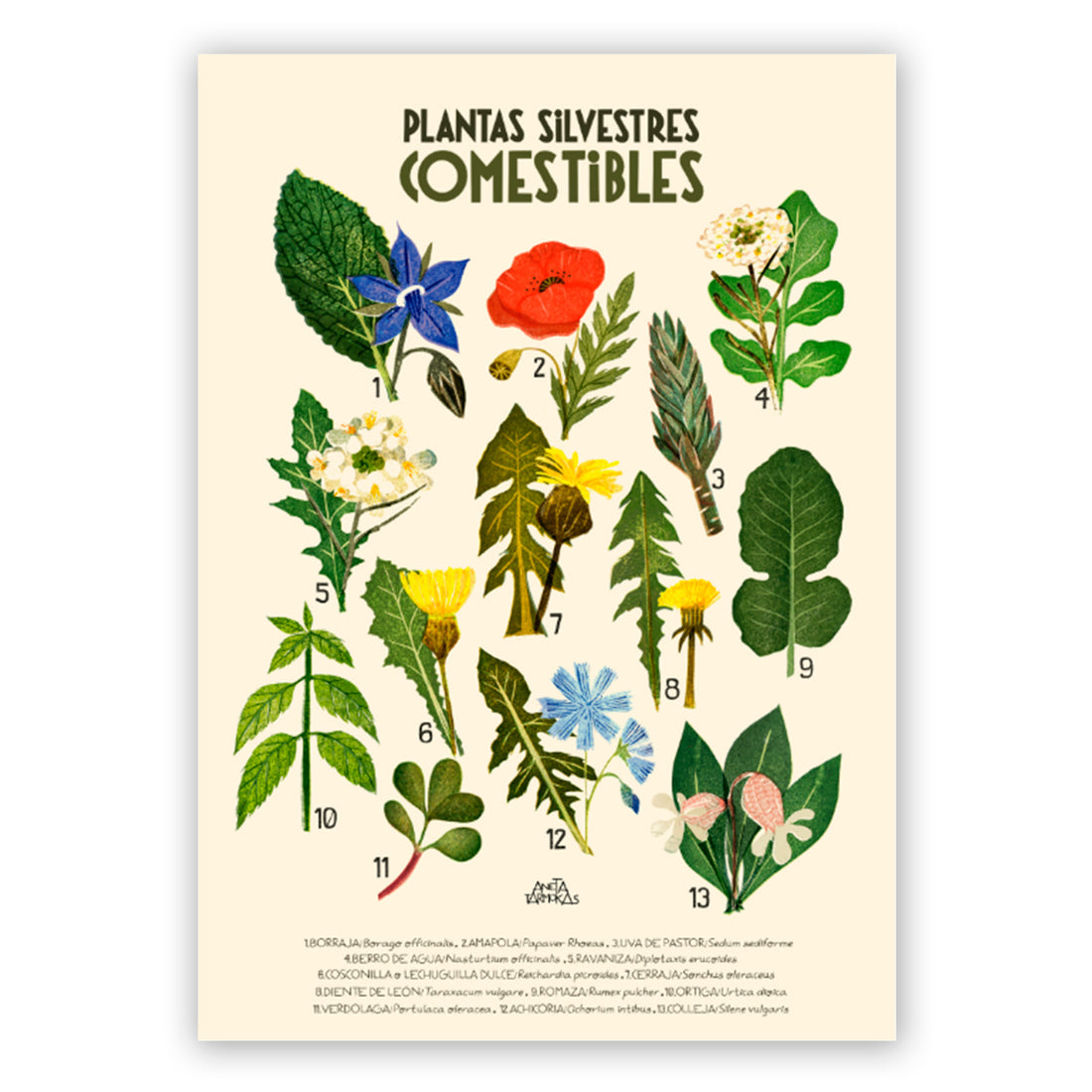 Print de Aneta Tarmokas A3 - Plantas Silvestres Comestibles