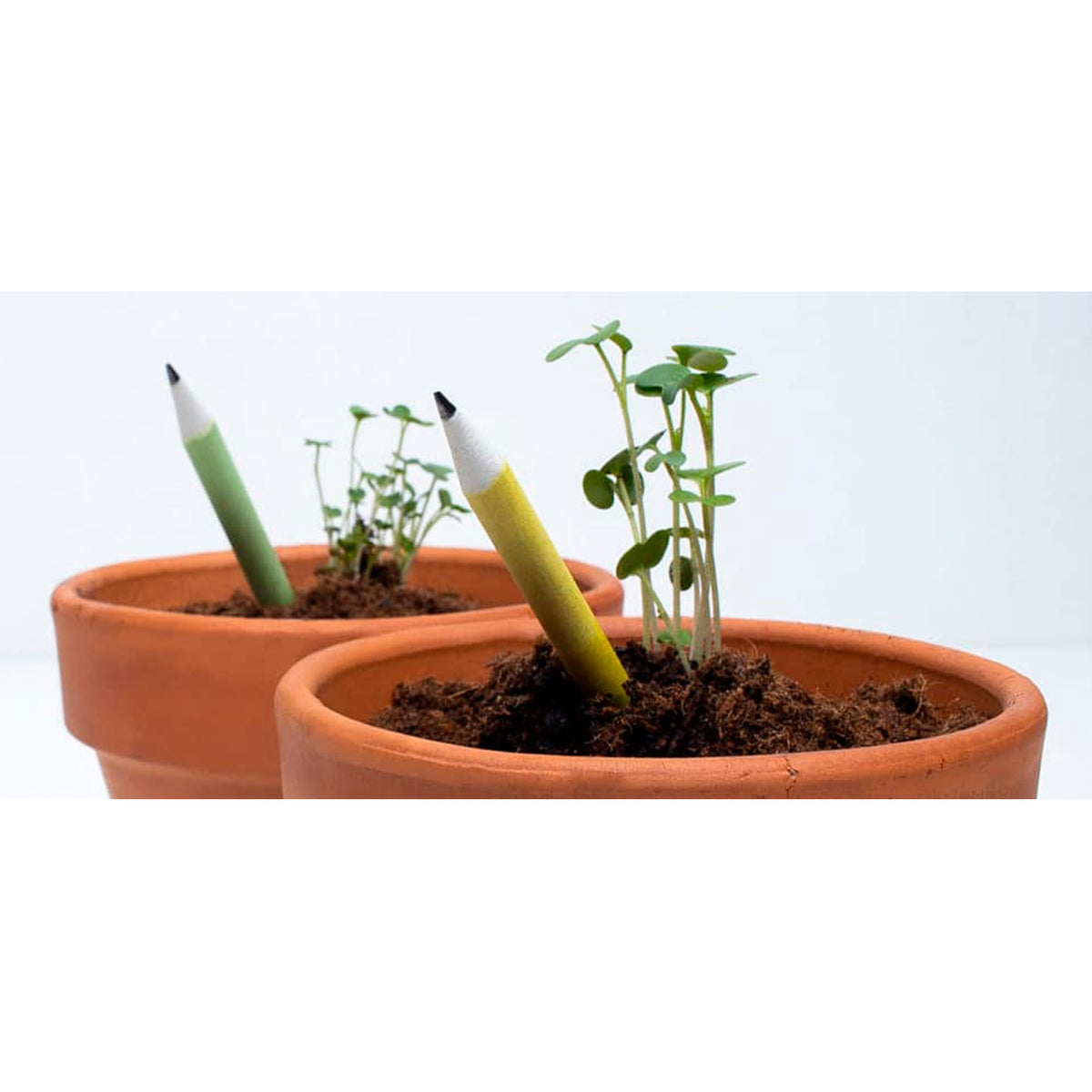 Set de 5 lápices plantables ✏️🌱