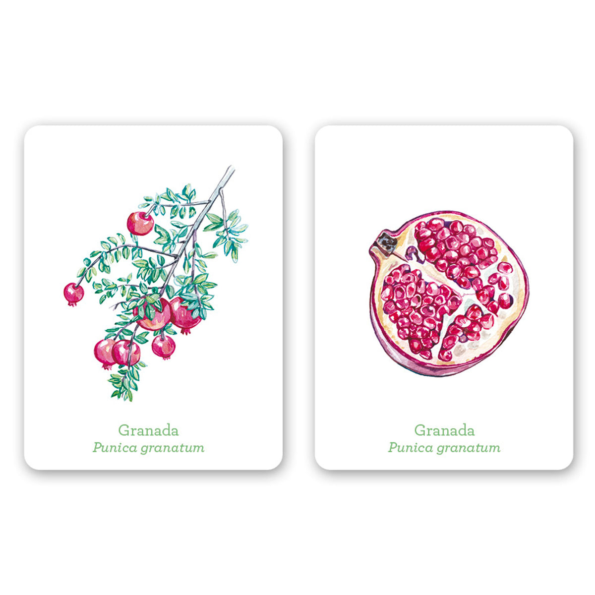 Juego de memoria - "Una planta, un fruto" 🌳🍎