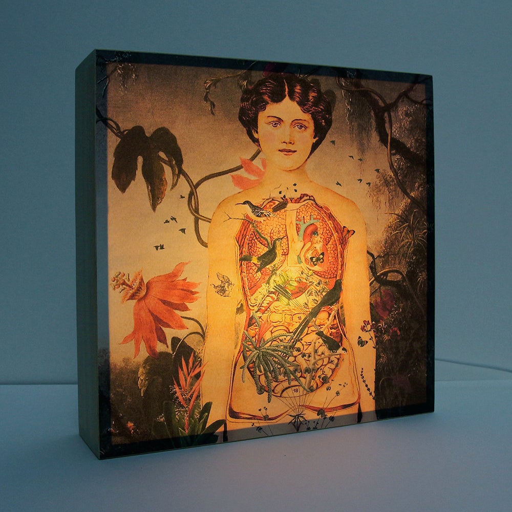 Caja de luz - "Eva" de El Lucernario