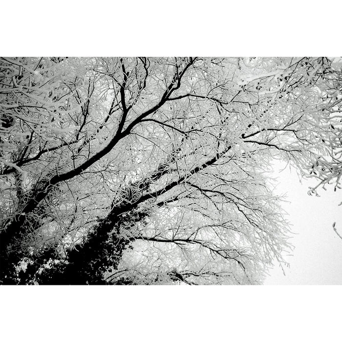 Fotografia en blanco y negro de arbol escarchado tomada con la pelicula fomapan creative profi line ISO 200 para camaras de formato 120