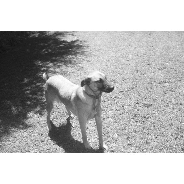 Película en blanco y negro de perro al sol en hierba tomada con la película Ilford FP4 125 de formato 35mm