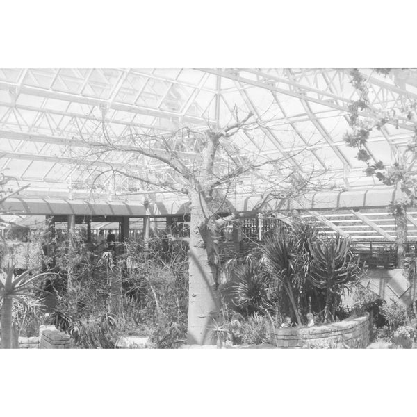 Fotografía en blanco y negro de jardín tomada con la película Ilford FP4 125 de formato 120 