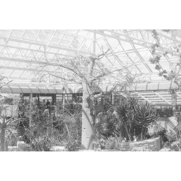 Fotografía en blanco y negro de jardín tomada con la película Ilford FP4 125 de formato 35mm