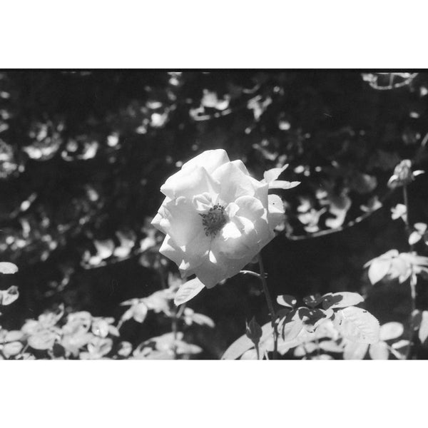 Fotografía en blanco y negro de rosa blanca tomada con la película Ilford FP4 125 de formato 35mm
