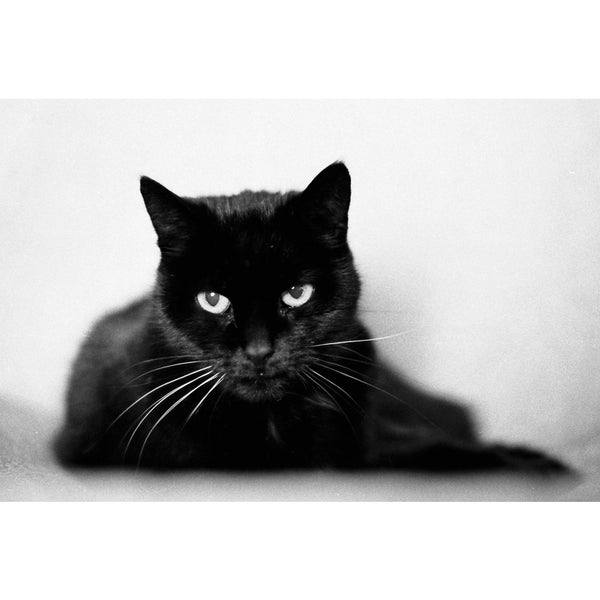 Fotografía en blanco y negro de gato negro tumbado tomada con la película Ilford HP5 Plus ISO 400.