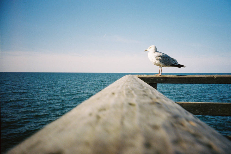 Película - Kodak Portra 400 36 Exp.