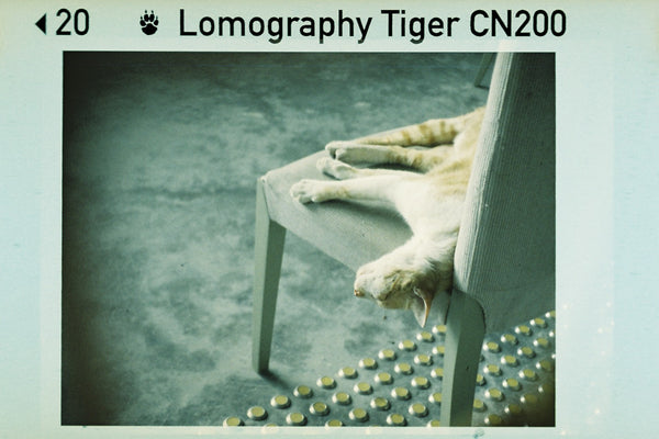 Fotografía de gato durmiendo sobre silla tomada con la película fotográfica a color de formato 110  Lomography Color Tiger 200