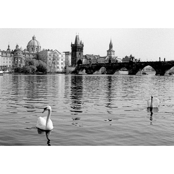 Fotografía en blanco y negro de un puente sobre un río con cisnes en primer plano tomada con la película Fomapan Profi Line Classic ISO 100