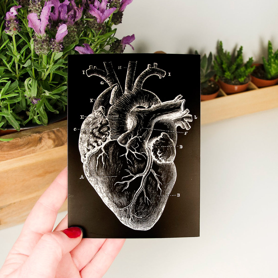 Postal - Corazón anatómico