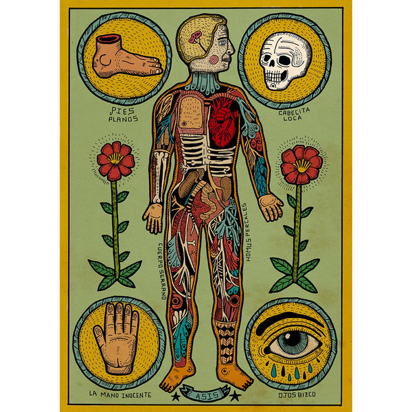 Print de Asís Percales A3 - "Anatomía de un cuerpo sesi"